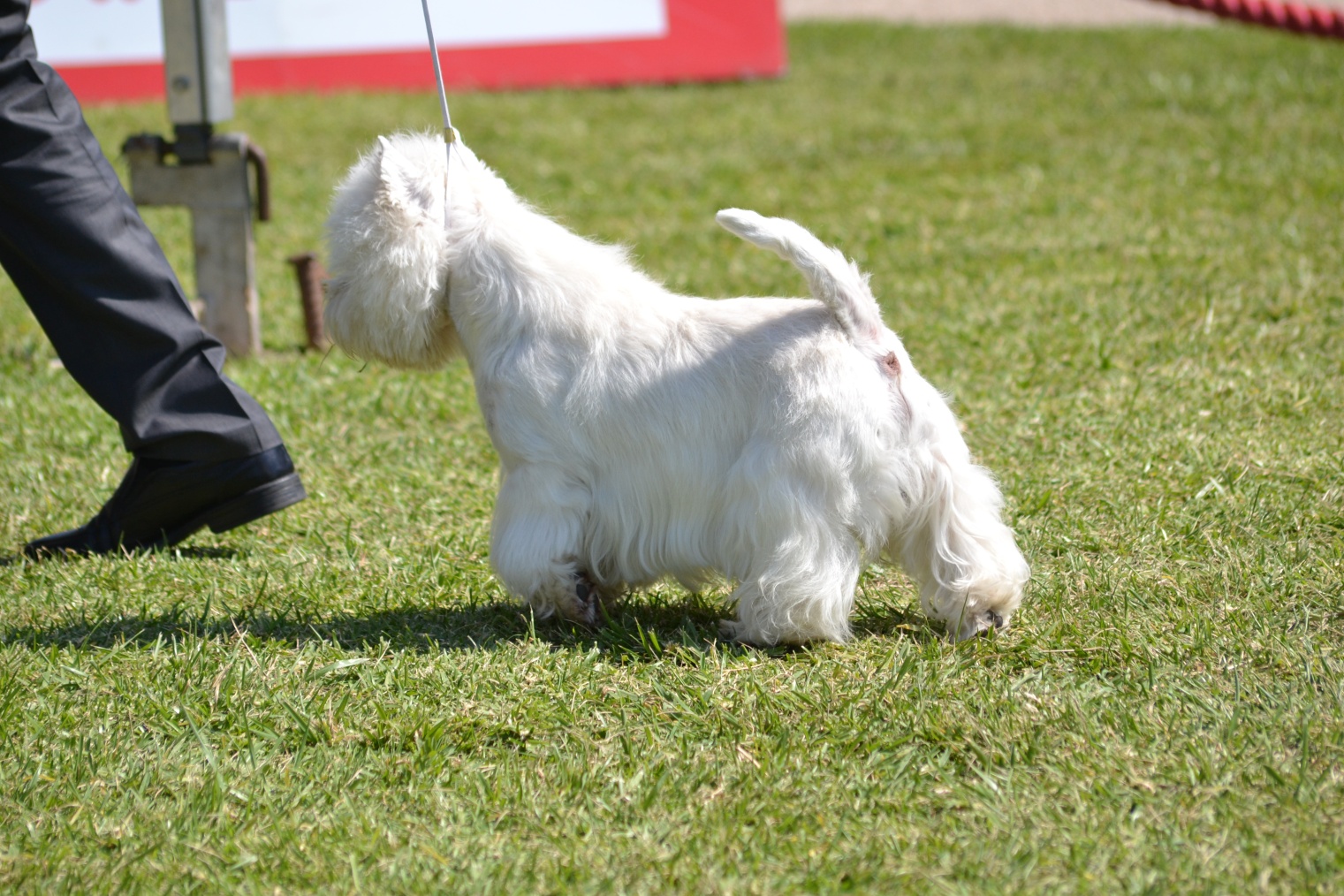 Alborada westies hot sale